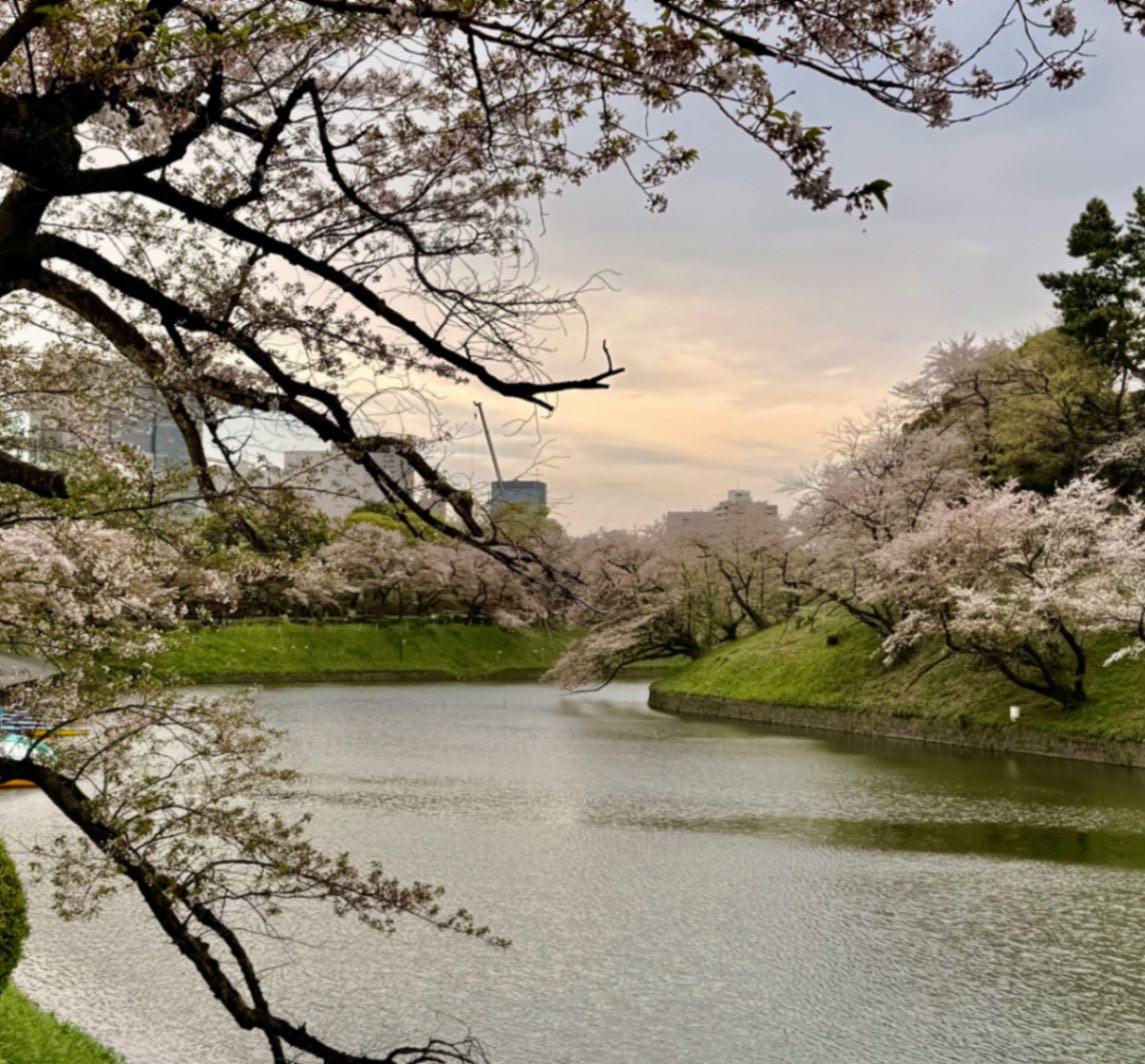 sakura tokyo japan